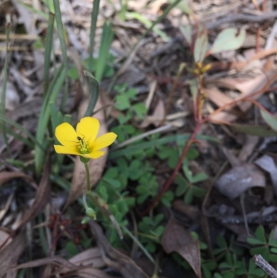 Oxalis sp. (Wood Sorrel) at O'Connor, ACT - 16 Oct 2016 by ibaird