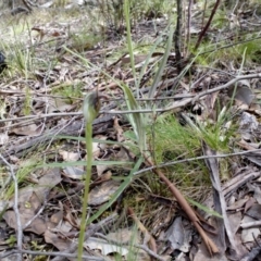 Pterostylis pedunculata (Maroonhood) at Point 4081 - 25 Sep 2016 by catherine.gilbert