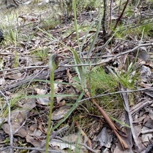 Pterostylis pedunculata at Point 4081 - suppressed