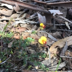 Bossiaea sp. at Point 83 - 16 Oct 2016 by ibaird