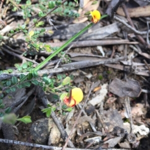 Bossiaea sp. at Point 83 - 16 Oct 2016 11:52 AM