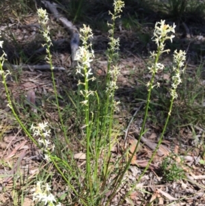 Stackhousia monogyna at O'Connor, ACT - 16 Oct 2016