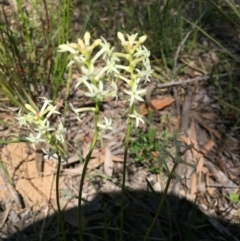 Stackhousia monogyna at O'Connor, ACT - 16 Oct 2016 11:41 AM