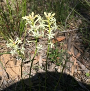 Stackhousia monogyna at O'Connor, ACT - 16 Oct 2016 11:41 AM