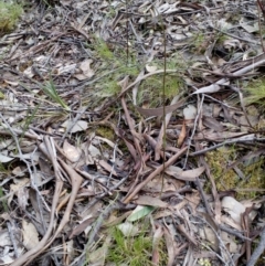 Glossodia major (Wax Lip Orchid) at Aranda, ACT - 25 Sep 2016 by catherine.gilbert