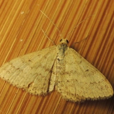 Scopula rubraria (Reddish Wave, Plantain Moth) at Paddys River, ACT - 16 Oct 2016 by MichaelBedingfield