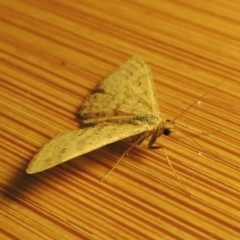 Scopula rubraria at Paddys River, ACT - 16 Oct 2016 11:29 PM