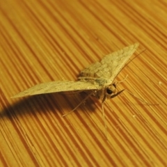 Scopula rubraria at Paddys River, ACT - 16 Oct 2016