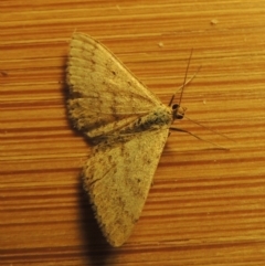 Scopula rubraria at Paddys River, ACT - 16 Oct 2016