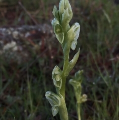 Hymenochilus cycnocephalus (Swan greenhood) at Wandiyali-Environa Conservation Area - 18 Oct 2016 by Wandiyali