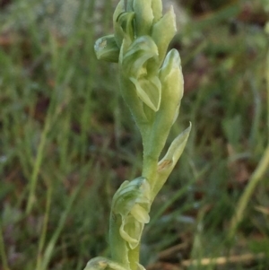 Hymenochilus cycnocephalus at Googong, NSW - suppressed