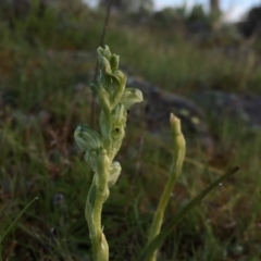 Hymenochilus cycnocephalus at Googong, NSW - suppressed