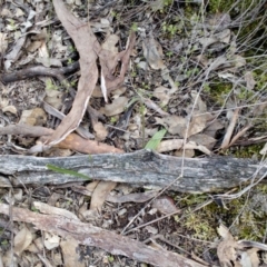 Glossodia major (Wax Lip Orchid) at Point 4081 - 25 Sep 2016 by catherine.gilbert