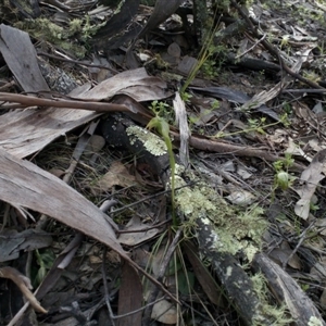 Pterostylis nutans at Point 4081 - suppressed