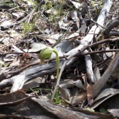 Pterostylis nutans (Nodding Greenhood) at Point 4081 - 25 Sep 2016 by catherine.gilbert