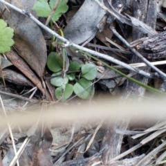 Pterostylis sp. (A Greenhood) at Point 4081 - 25 Sep 2016 by catherine.gilbert