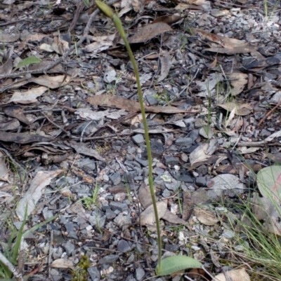 Glossodia major (Wax Lip Orchid) at Point 4081 - 25 Sep 2016 by catherine.gilbert