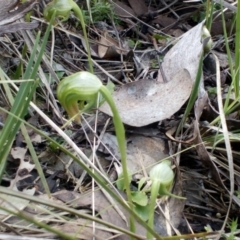 Pterostylis nutans (Nodding Greenhood) at Aranda, ACT - 25 Sep 2016 by catherine.gilbert