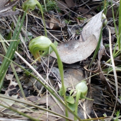 Pterostylis nutans (Nodding Greenhood) at Aranda, ACT - 25 Sep 2016 by catherine.gilbert