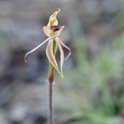 Caladenia actensis (Canberra Spider Orchid) at Hackett, ACT - 18 Oct 2016 by mtchl