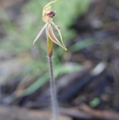 Caladenia actensis at suppressed - 19 Oct 2016