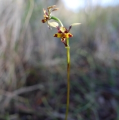 Diuris pardina (Leopard Doubletail) at Hackett, ACT - 19 Oct 2016 by mtchl