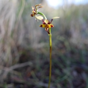 Diuris pardina at Hackett, ACT - 19 Oct 2016