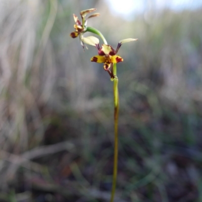 Diuris pardina (Leopard Doubletail) at Hackett, ACT - 19 Oct 2016 by mtchl