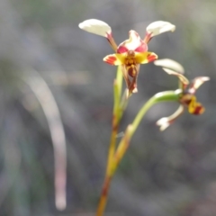 Diuris pardina at Hackett, ACT - 19 Oct 2016