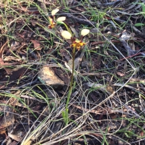 Diuris pardina at Hackett, ACT - suppressed