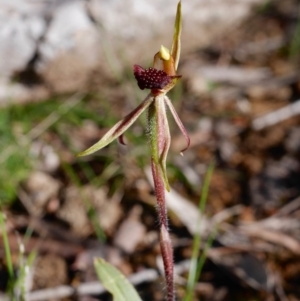 Caladenia actensis at suppressed - suppressed