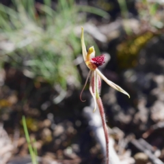 Caladenia actensis at suppressed - suppressed