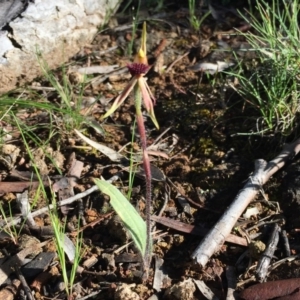 Caladenia actensis at suppressed - 19 Oct 2016