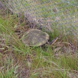 Chelodina longicollis at Gungahlin, ACT - 18 Oct 2016