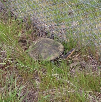 Chelodina longicollis (Eastern Long-necked Turtle) at Gungahlin, ACT - 18 Oct 2016 by lhowell