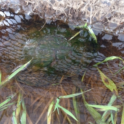 Chelodina longicollis (Eastern Long-necked Turtle) at Gungahlin, ACT - 18 Oct 2016 by lhowell