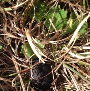 Chelodina longicollis at Gungahlin, ACT - 18 Oct 2016 04:43 PM