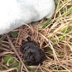 Chelodina longicollis at Gungahlin, ACT - 18 Oct 2016 04:43 PM