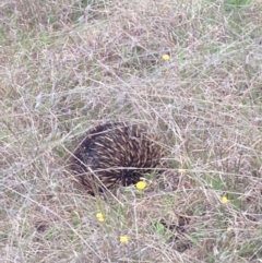 Tachyglossus aculeatus (Short-beaked Echidna) at Gungahlin, ACT - 18 Oct 2016 by lhowell