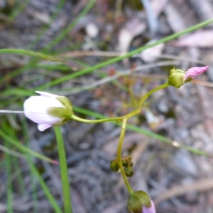 Drosera auriculata at Point 64 - 16 Oct 2016