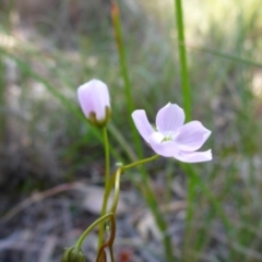 Drosera auriculata at Point 64 - 16 Oct 2016