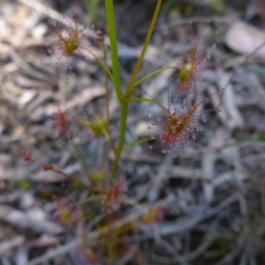 Drosera auriculata at Point 64 - 16 Oct 2016