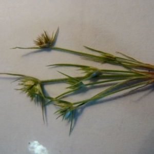 Juncus capitatus at Amaroo, ACT - 19 Oct 2016