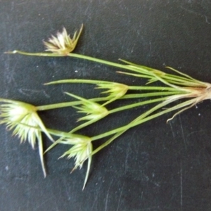 Juncus capitatus at Amaroo, ACT - 19 Oct 2016