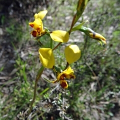 Diuris nigromontana (Black Mountain Leopard Orchid) at Canberra Central, ACT - 15 Oct 2016 by galah681