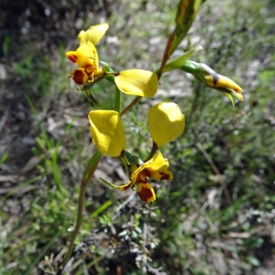 Diuris nigromontana (Black Mountain Leopard Orchid) at Canberra Central, ACT - 15 Oct 2016 by galah681