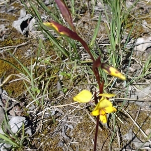 Diuris nigromontana at Point 14 - suppressed