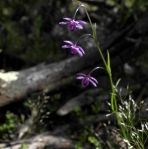 Arthropodium minus at Hackett, ACT - 19 Oct 2016 04:25 PM