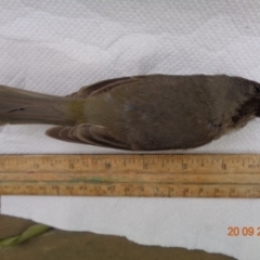 Pachycephala pectoralis at Spence, ACT - 20 Sep 2016 12:00 AM