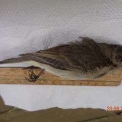 Pachycephala pectoralis at Spence, ACT - 20 Sep 2016 12:00 AM